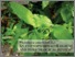 [thumbnail of Phytolacca americana.pdf]