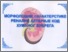 [thumbnail of poster-morfoloske-karakteristike-renalne-arterije-kod-humanog-bubrega.pdf]
